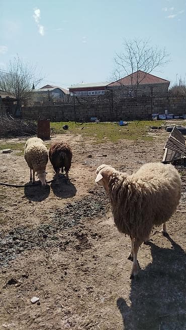 Другие с/х животные: Qoyunlar – 3 baş - Yerli ətli quzular - - Damazlıqda və ya ətlik — 4