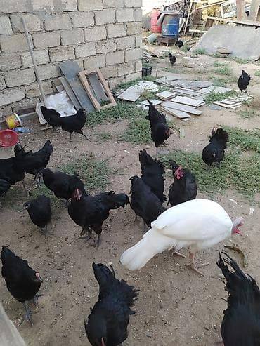 qara mal: Məhsul: Qara rəngli yumurta və ət istiqamətli toyuqlar (fermadan) — 4