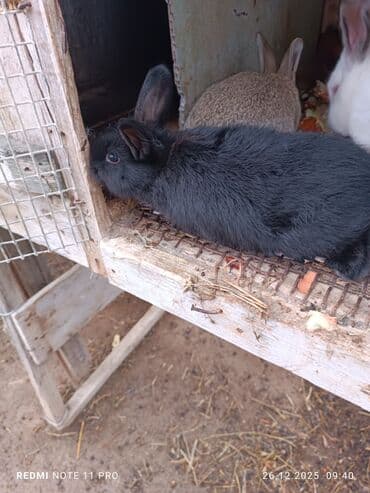 Qoyunlar, qoçlar: İki dənə 28 günlük dovşan balaları Saglamdilar bağ şəraitində özüm — 4