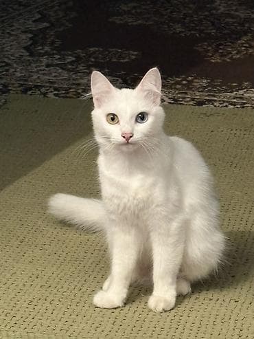 Van, Dişi, Yaxşı əllərə, Ünvandan götürmə