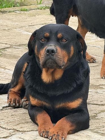 doberman balasi: Rotveyler, 2 il, Erkek, Peyvəndli, Ünvandan götürmə — 3