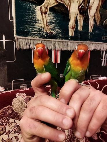 İtlər: Salam pul lazımdır deyə satılır ucuz cüt 8 yumurtası var əl qusudu — 1