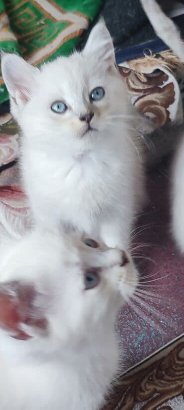 munchkin pişik: Şinşilla, Erkək, Yaxşı əllərə, Ünvandan götürmə, Ödənişli çatdırılma — 9