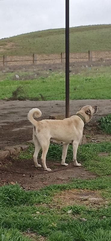 İtlər: Kanqal, 3 il, Dişi, Peyvəndli, Ödənişli çatdırılma — 2