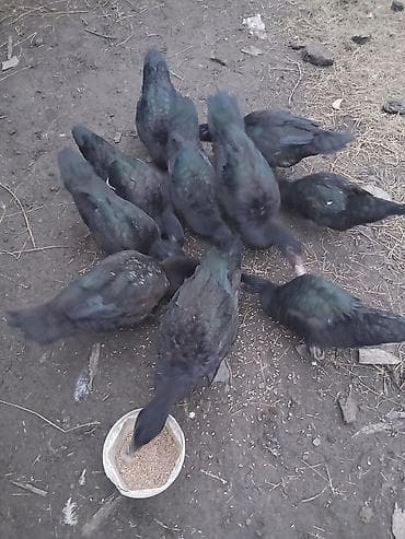 Zümrüdü lal ördəklər 10 dənədir . 25 manatdan kom satılır . 4 erkək 6