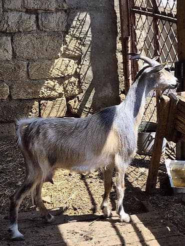 mal qara: Dişi, Alpine, il: 1, Südlük, Damazlıq, Ünvandan götürmə — 1
