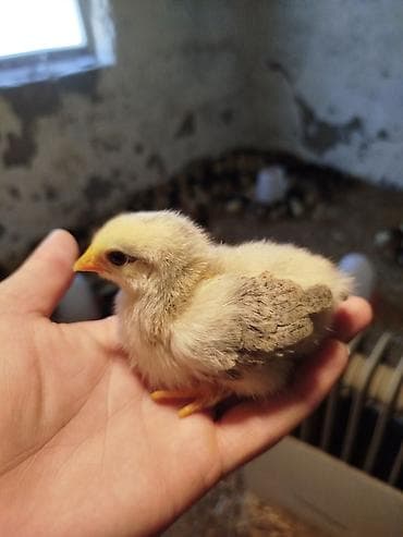 kənd toyuq: 14-15 günlük təmiz kənd cücələri satılır, tam mayalanmış hamısı aktiv — 1