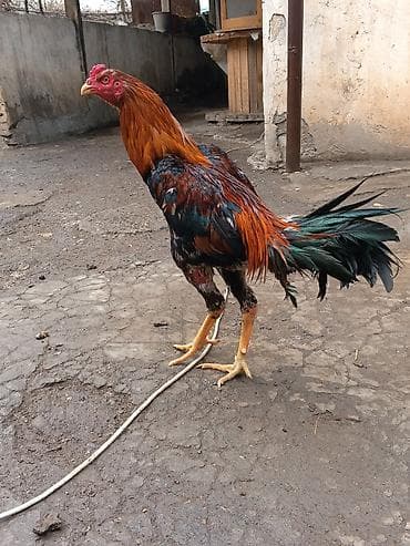 Salam herkese heyratı colpası satlr 10 aylıqdı super ırı colpadı real lalafo.az -da Salam herkese heyratı colpası satlr 10 aylıqdı super ırı colpadı real