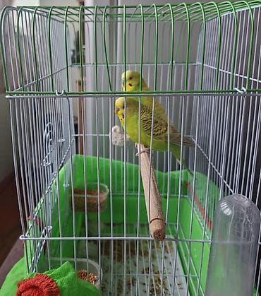 Iki papuqay qefesle birlikdə satılır 60 azn ikiside yaş yarimliqdi lalafo.az -da Iki papuqay qefesle birlikdə satılır 60 azn ikiside yaş yarimliqdi