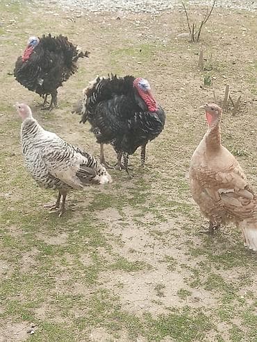 bakida it barinagi: Erkək, Damazlıq — 4