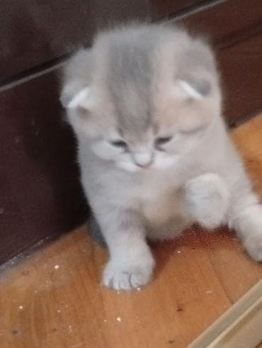 pişiy adları: Şotland, Erkək, Dişi, Yaxşı əllərə — 8