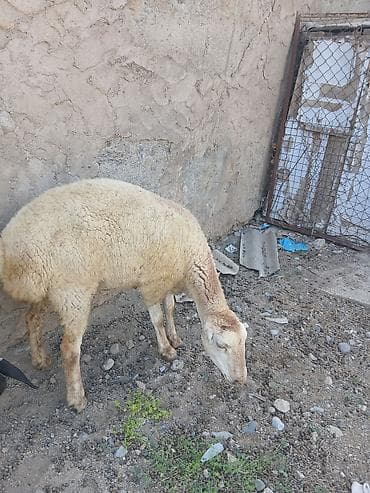 heyvanlara verilən adlar: Birinci qarına boğaz toğLu satıLır — 2