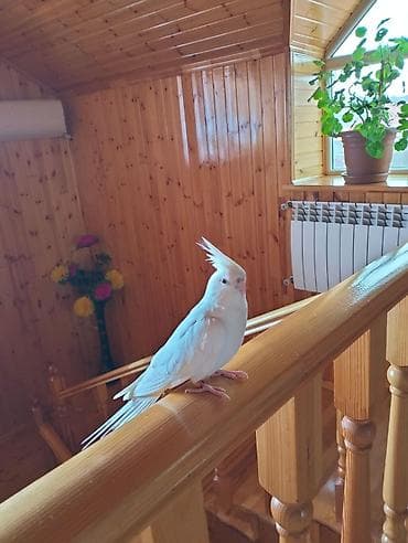 quş xana: Ağ rəngli nimfa papuqayı (Cockatiel) – nadir albino tipli, dekorativ — 7