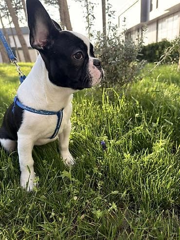 İtlər: Erkek, Peyvəndli — 3