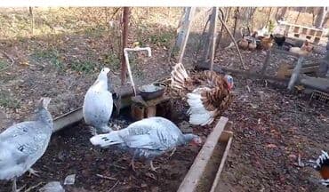 qaşqaldaq quşu: Hinduşka yumurtaları Satılır.Gümüşü/boz rəngli dişi hinduşkalar və — 4