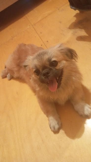 pişik ev: Pekines — 7