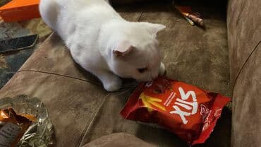 кошка в добрые руки: Шотландская, Самец, В добрые руки, Платная доставка, Бесплатная доставка — 1