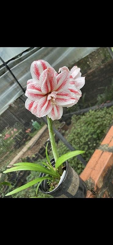 yaz gulləri: Hippeastrum (Amarillis) soğanlı dekorativ çiçəklər – bir neçə rəng və — 8