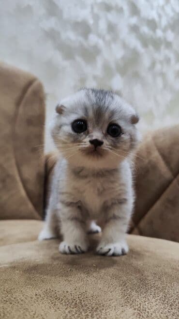 Daewoo: Шотладская вислоухая, Самка — 4