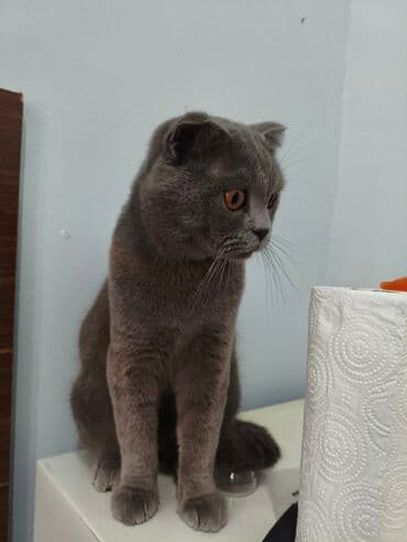 шотландская вислоухая серая: Шотландская — 3