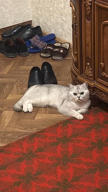 heyvanlar: Britan — 2