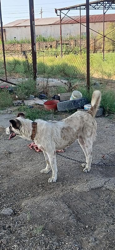 kangal itləri: Qurdbasar, 2 il, Dişi — 10