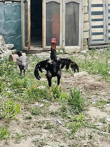 çin aslani: Məhsul: Uzunboyun, güclü skeletli cinsindən xoruz Təsvir: - Boyun və — 1