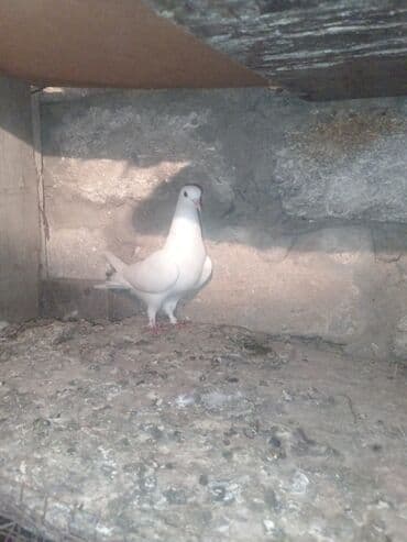 tap az goyercin satisi: Salam aleykum qardaşlar 13 ədəd göyərçindi tam sağlam heyvanlardı 13 — 1