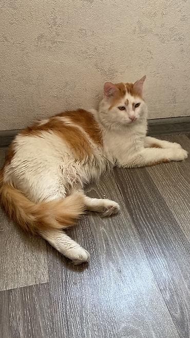 Türk anqora, Erkək, Yaxşı əllərə, Ödənişli çatdırılma