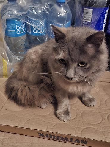 pişik satisi 2022: Dişi, Yaxşı əllərə, Ünvandan götürmə — 2