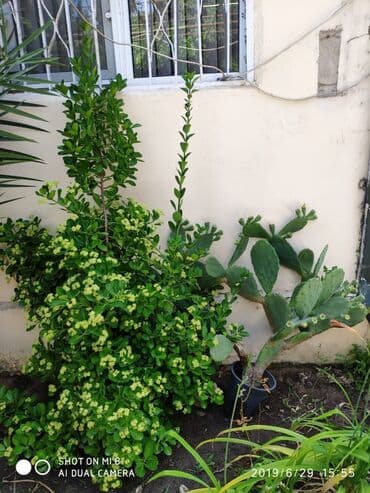 lacın ev: 107 kv. m, 3 otaqlı, Kombi, Qaz, Kanalizasiya — 15