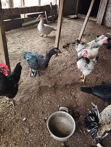 Məhsul: Ev quşları dəss 2eded kitayski toyug 2 ədəd yaşıl lal ördək 1 lalafo.az -da Məhsul: Ev quşları dəss 2eded kitayski toyug 2 ədəd yaşıl lal ördək 1