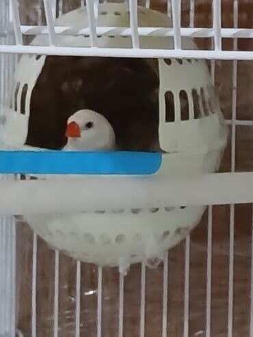 yem satisi: Bulbulu amadin satiram. cutdu yumurtalamaga hazirlawirlar yuva — 6