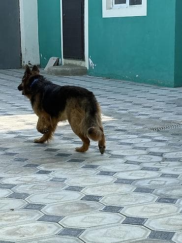 meydan itleri: Alman çoban iti, 1 il, Dişi — 3