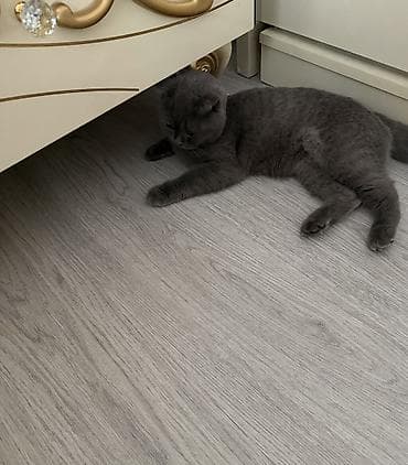 profil ucun pisik sekilleri: Şotland yastı qulaq, Dişi, Yaxşı əllərə, Ünvandan götürmə — 8