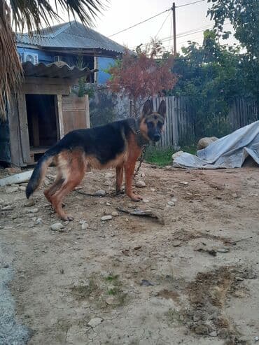 немецкие овчарки щенки купить: Немецкая овчарка, Самец — 4