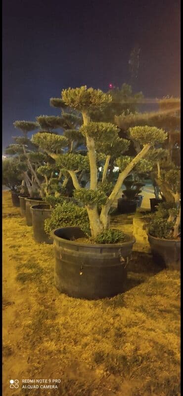 zeytun tingləri: Banzay zeytunları 2000azn başlayan qiymətlərlə — 2