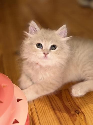 it evlerinin satisi: Şirin, uzun tüklü pişik balası - Cins: uzun tüklü ev pişiyi — 3