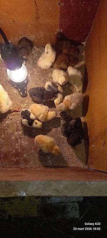 Gəmiricilər: Toyuq cücələri, Damazlıq — 4