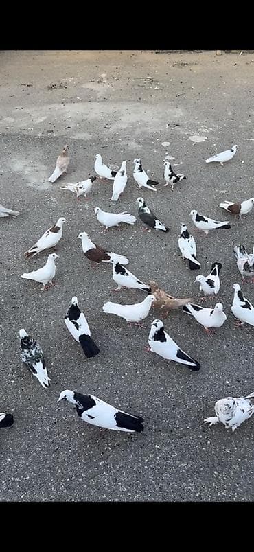 Quşlar: Çoxsu bir nəsil uçan boynu güllülərdi içində abrezdər destələr — 2