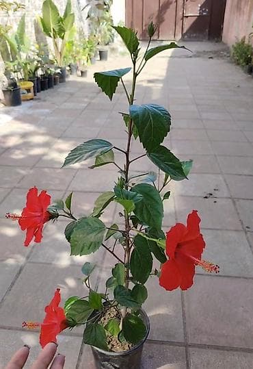 balın kilosu: Qırmızı çiçəkli hibiskus (Hibiscus rosa-sinensis) – saksıda — 1