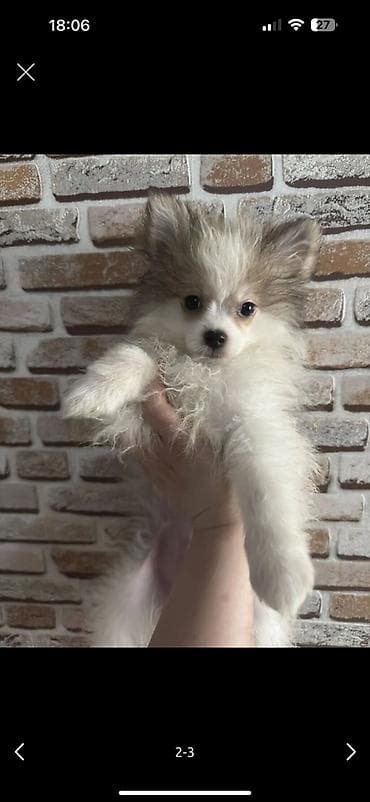 xasgi balası: Şpitz — 3