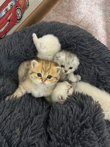 ən ucuz pişiklər: Britan — 8