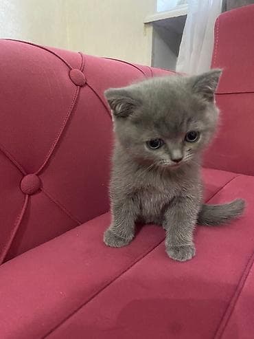 sirin heyvan adlari: Boz rəngli balaca pişiklər – tüklü, yumşaq və çox mehriban Təsvir: - — 7