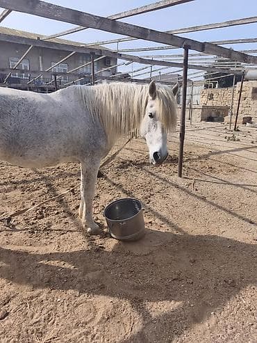 at yeherleri: Erkək at satılır.21:00 dan sonra narahat etməyin — 2