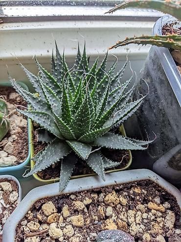 heyet gulleri ve adlari: Aloe Aristata. Tək 3 manat. 2 və daha çox 2.50. 1-2 aylıqdılar. Böyük — 5