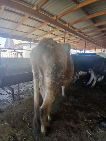 halep keçisi satilir: 6 aylıq boğazdı 10litir süd verir süper damazlıq maldı real alıcı zəng — 2