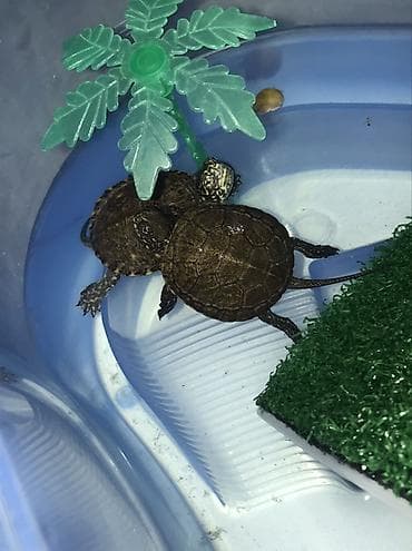 ev heyvanlari: 1dişi 1erkək bala Xəzər tısbağası🐢 4aylıqdırlar.Terraium və adası — 2