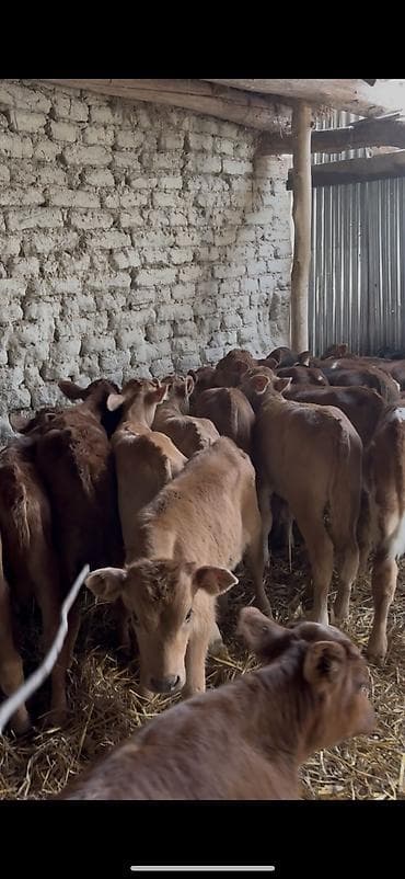 angus dana: Saf fransız mənşəli Limuzin cinsli buzovlar - Cins: Limuzin (ətlik — 4