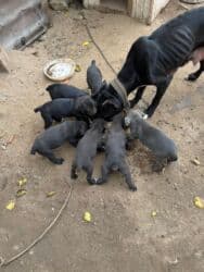 коне корса: 1 месяц, С прививками, Самовывоз, Бесплатная доставка, Платная доставка — 2